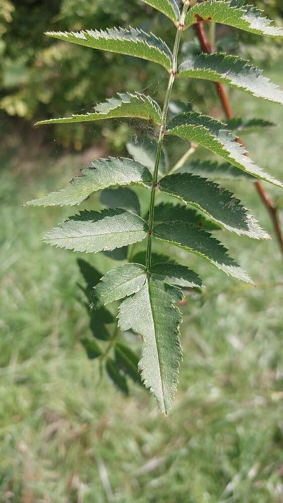 Sorbus forrestii — houseplant care guide