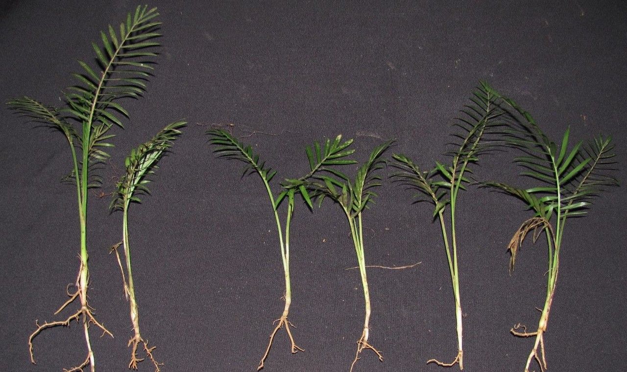 Chamaedorea brachyclada other