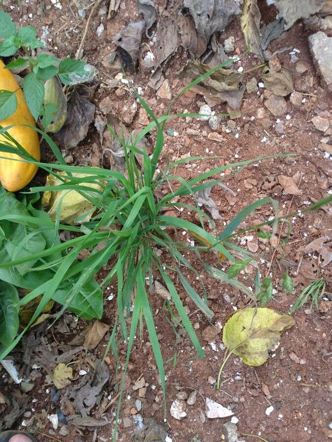Bromus catharticus leaf