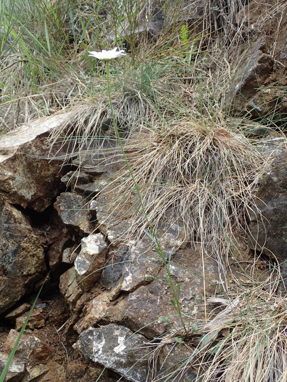 Leucanthemum meridionale habit