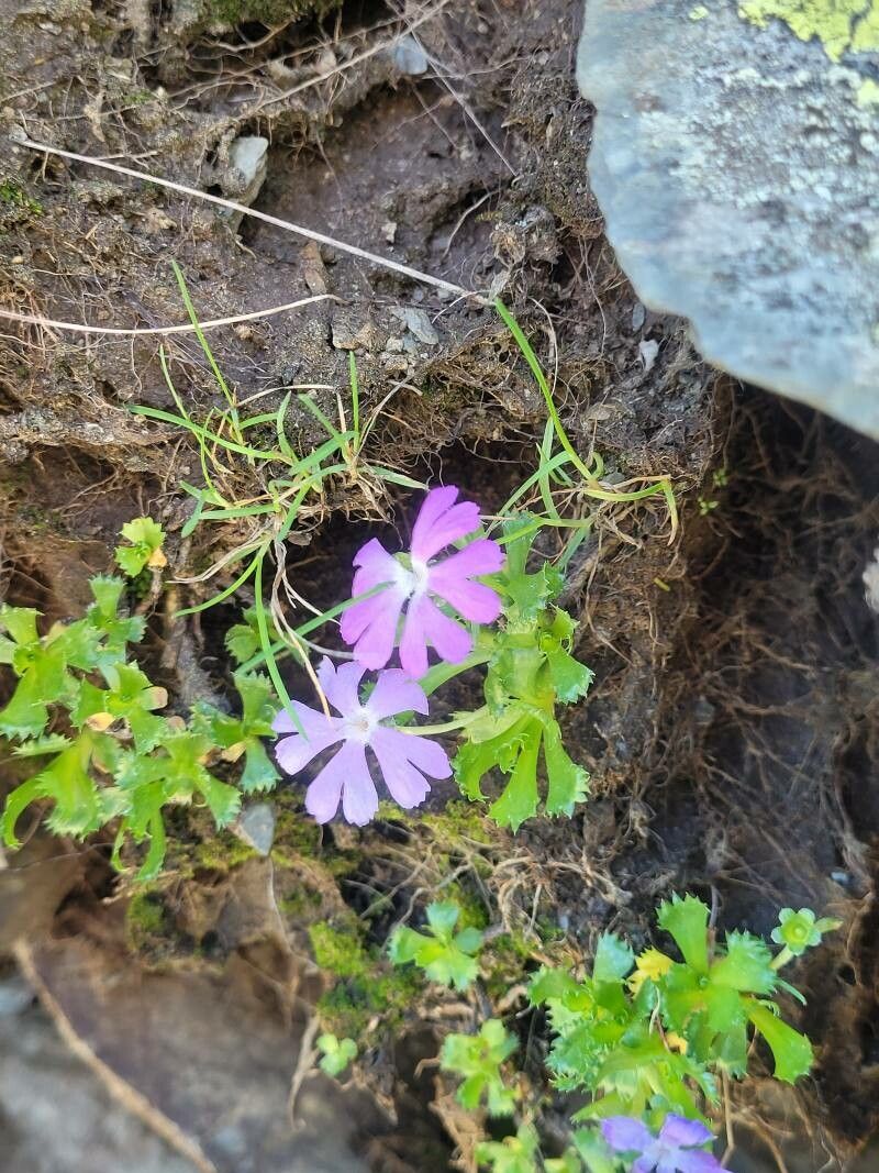 Primula minima habit