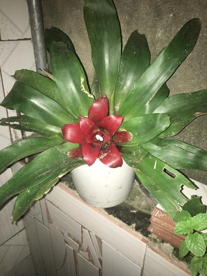 Nidularium fulgens flower