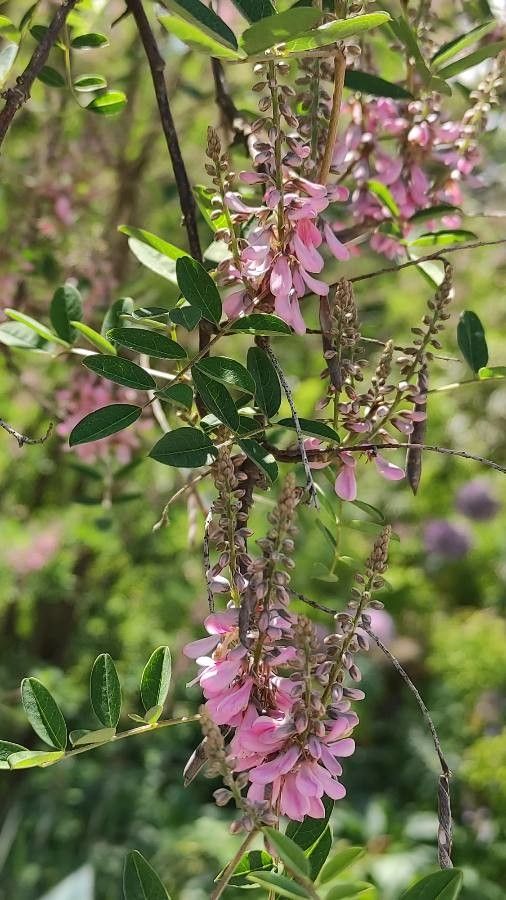 Indigofera tinctoria flower