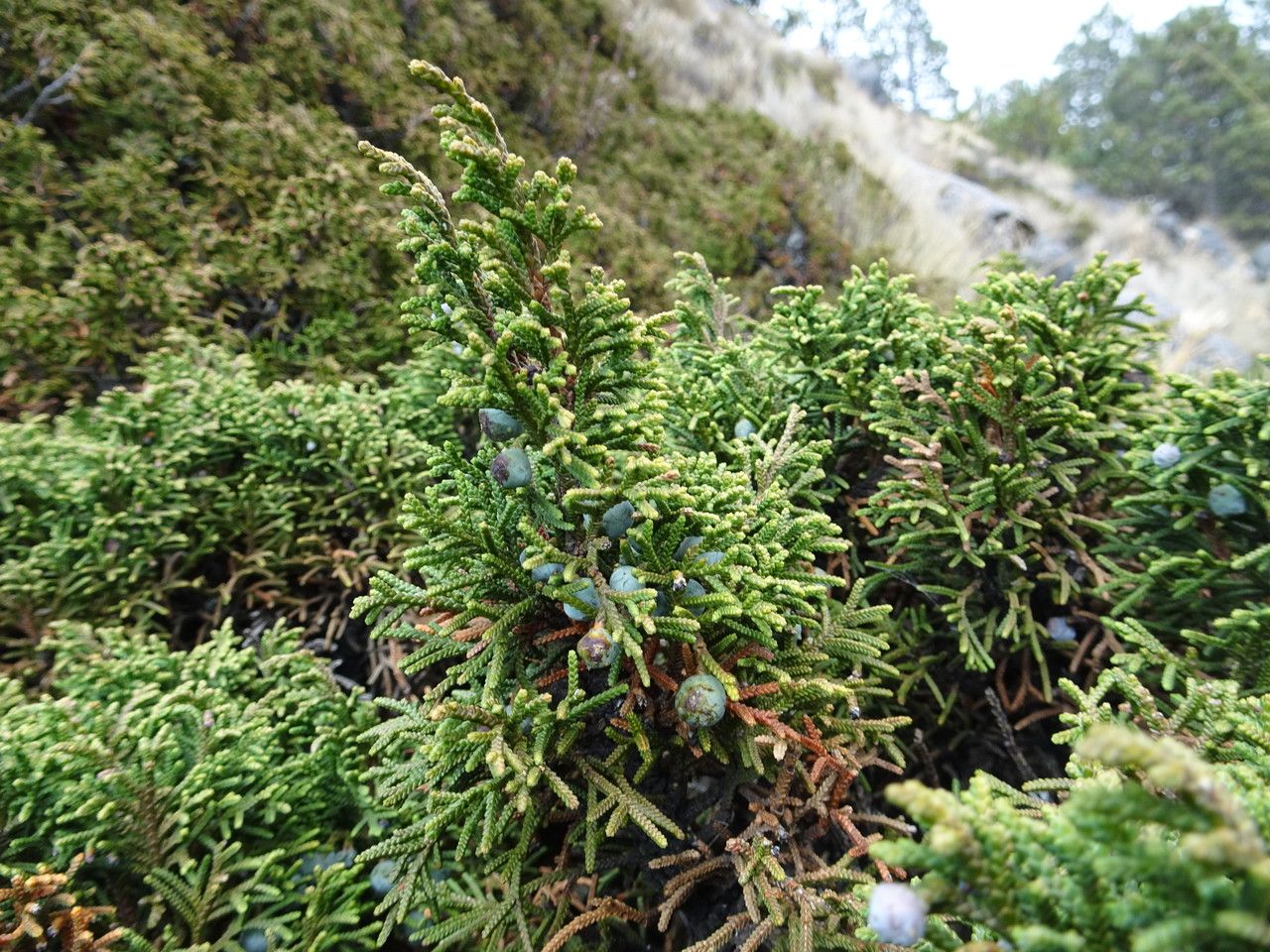 Juniperus monticola — search result for 'Cupressaceae'