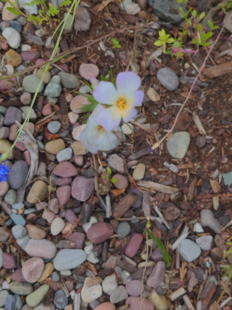 Linanthus dianthiflorus flower