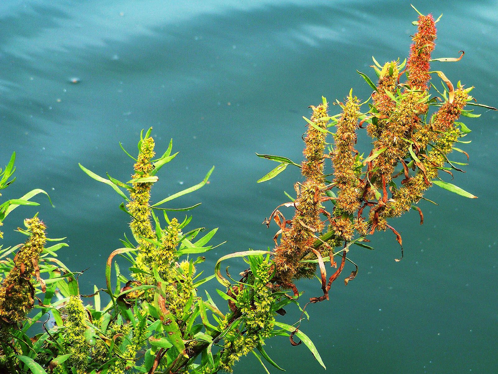 Rumex maritimus fruit