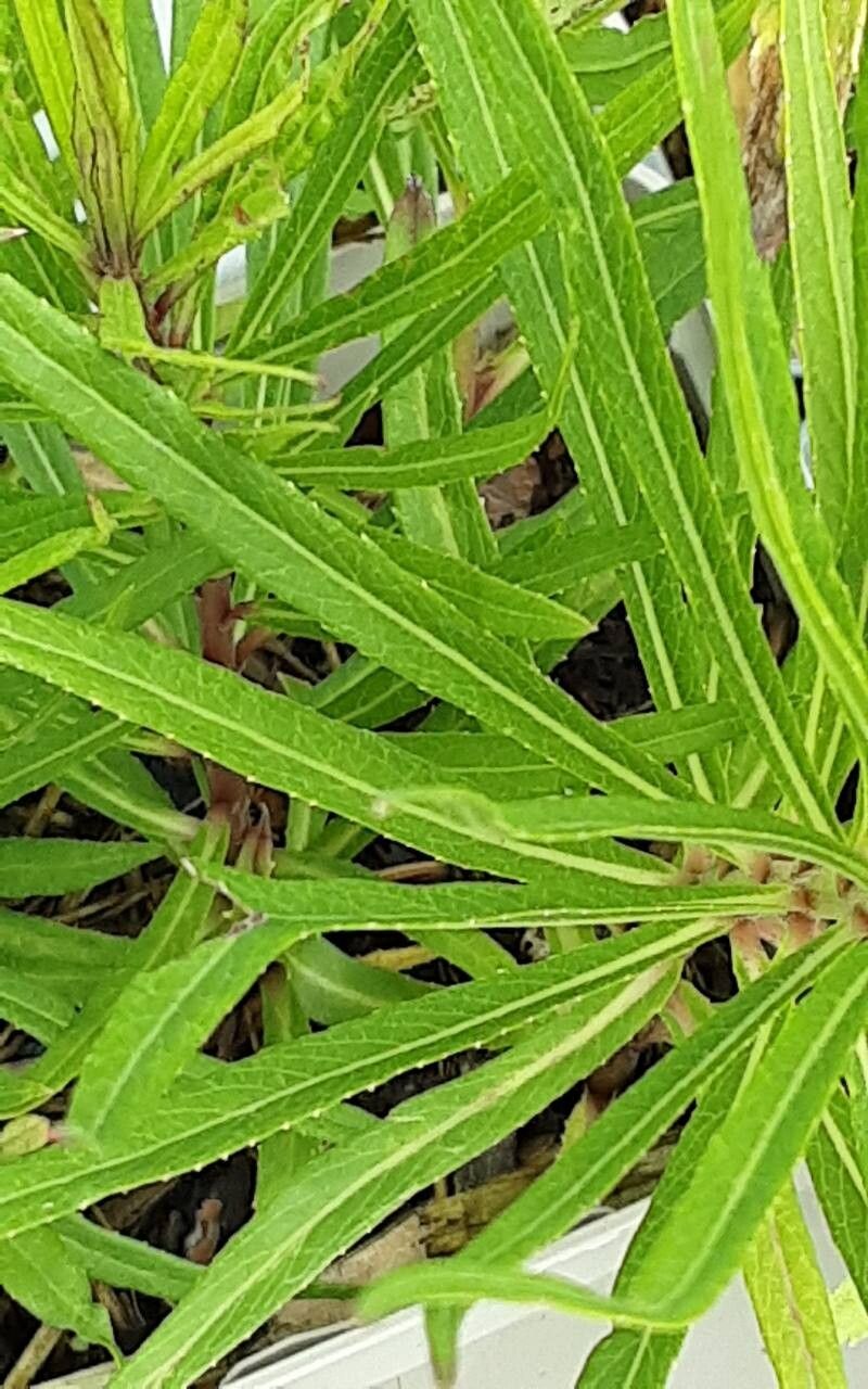 Vernonia lettermannii leaf
