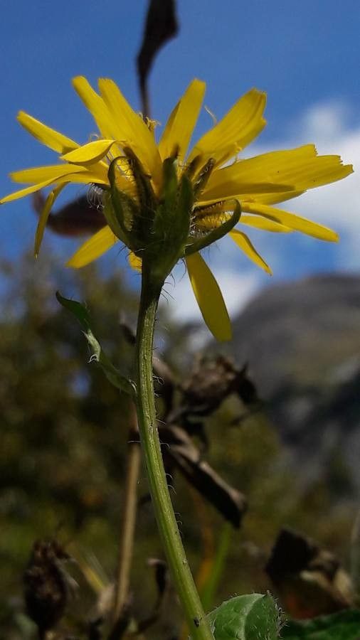 Crepis pyrenaica flower