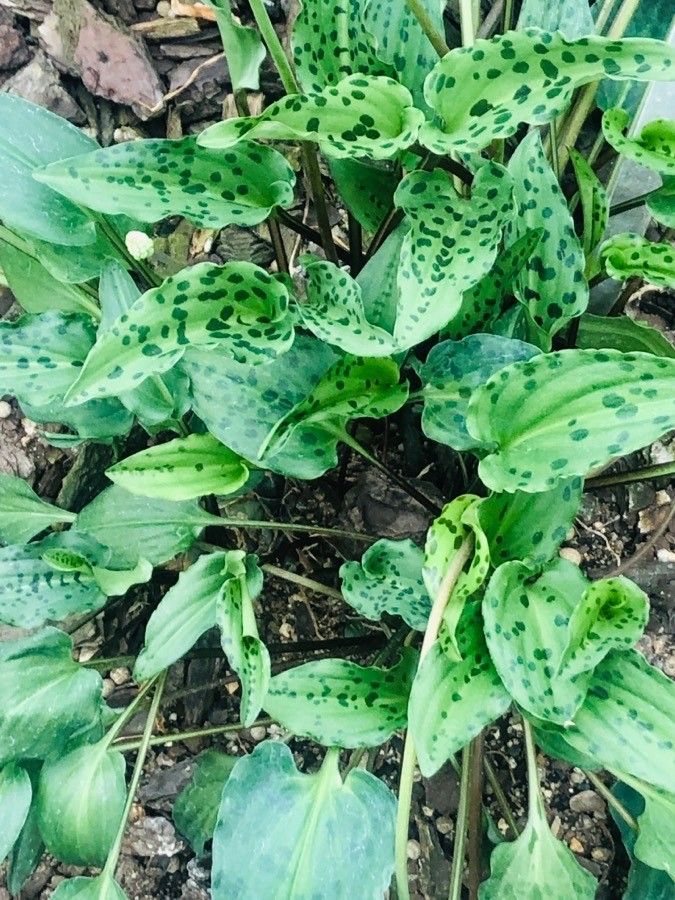 Drimiopsis botryoides leaf