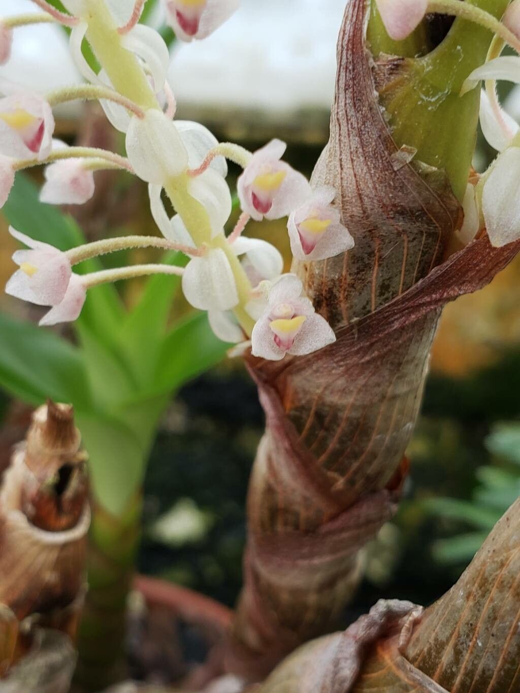Pinalia tricolor flower