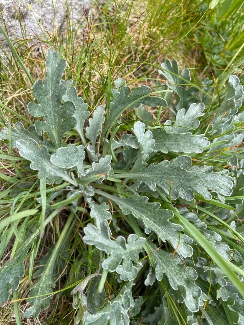 Jacobaea carniolica leaf