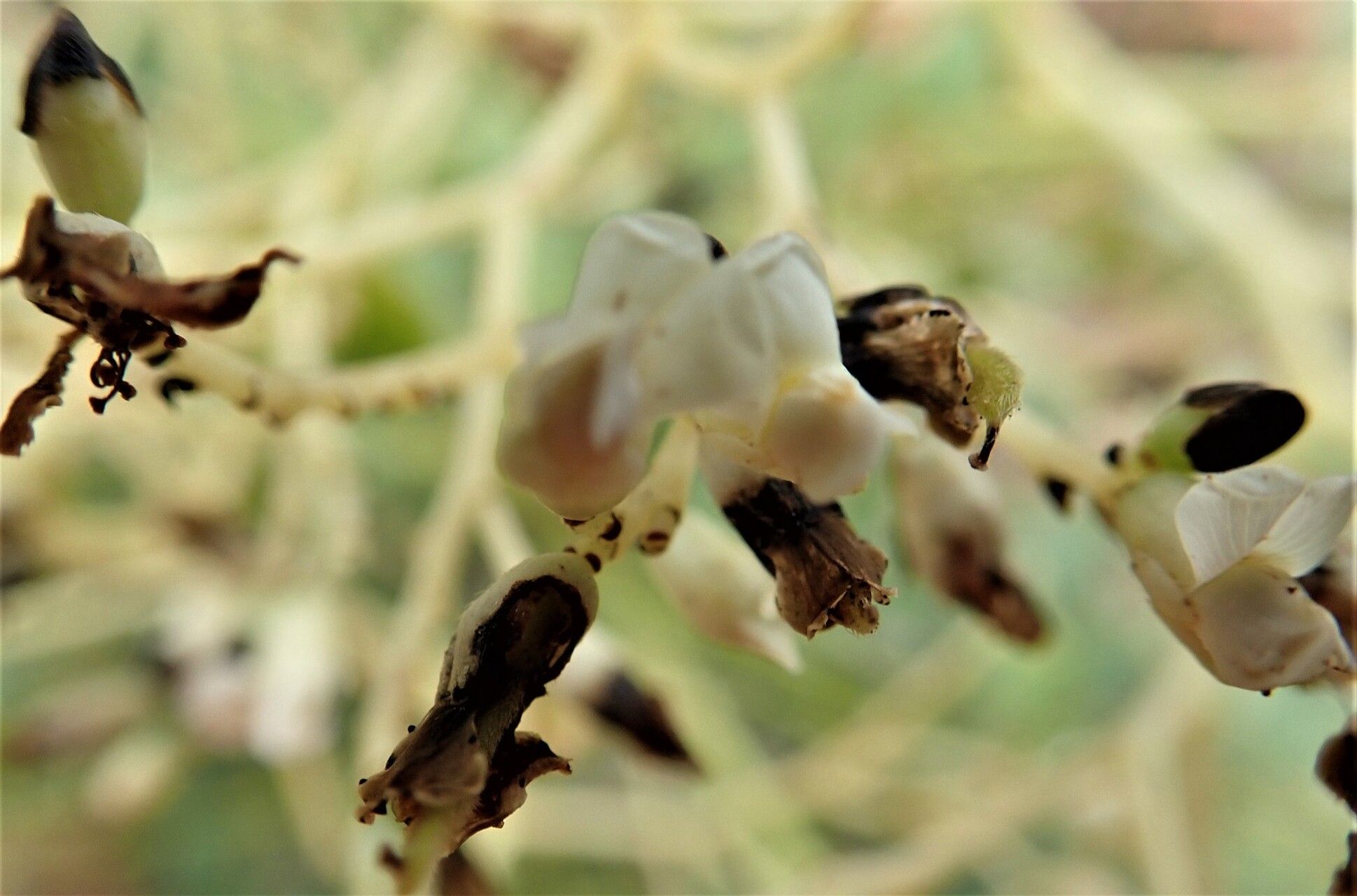 Dalbergia hildebrandtii flower