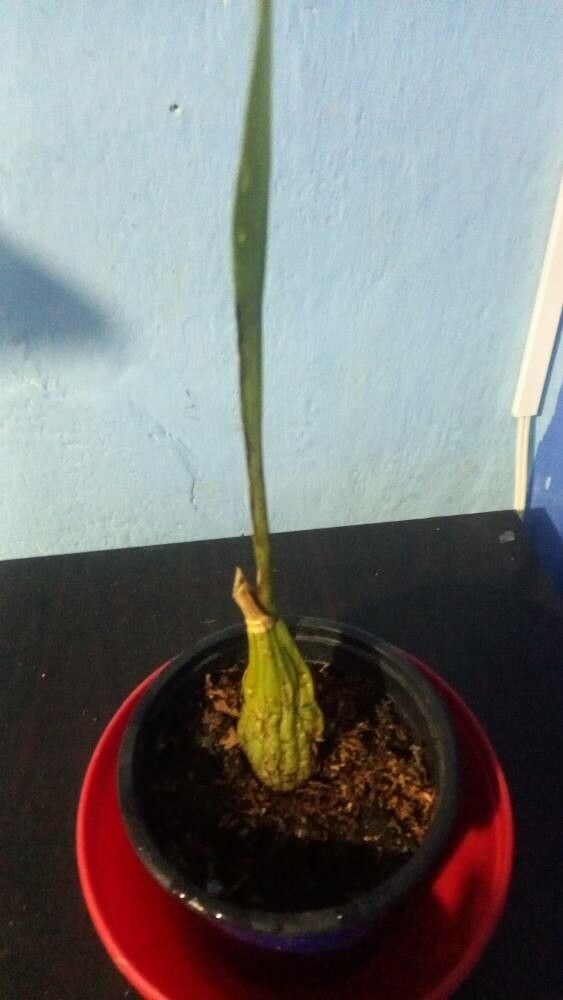 Maxillaria egertoniana bark