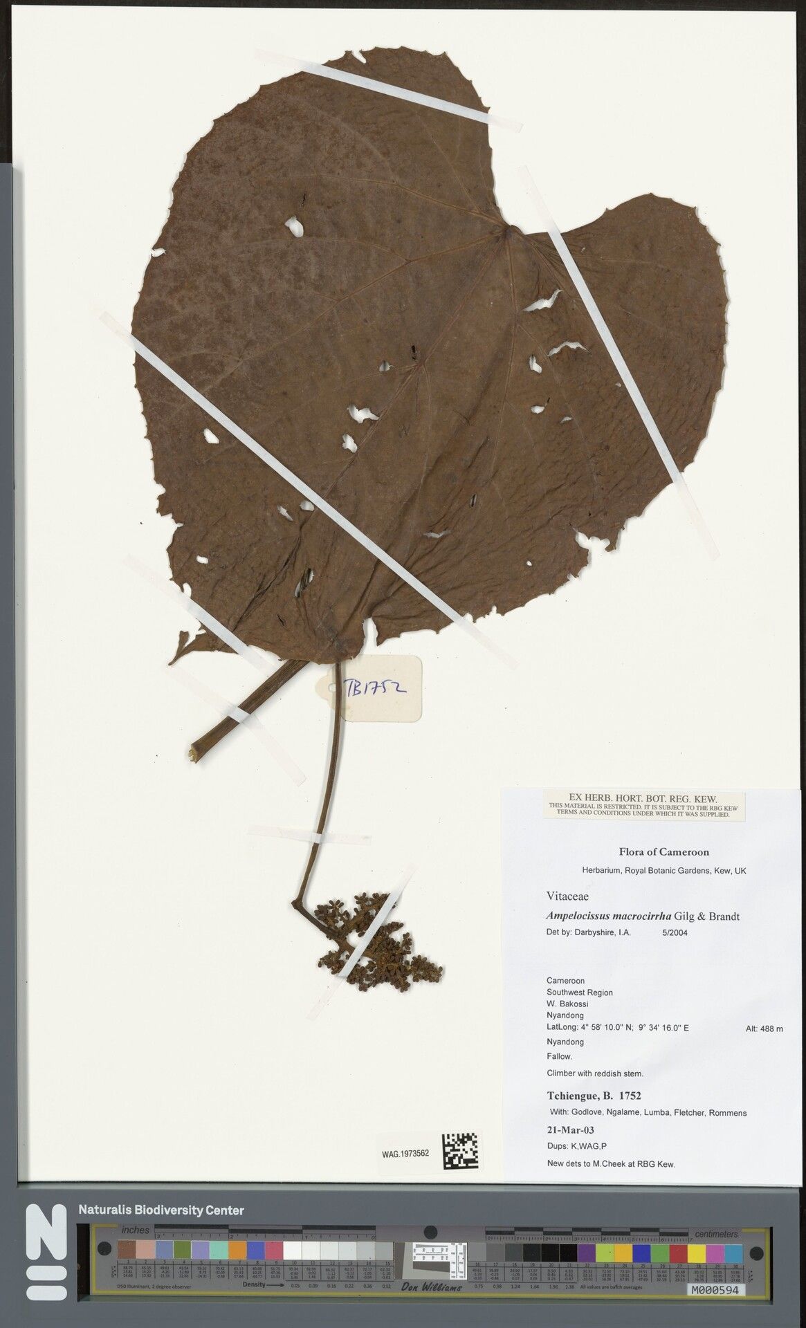 Ampelocissus macrocirrha — houseplant care guide