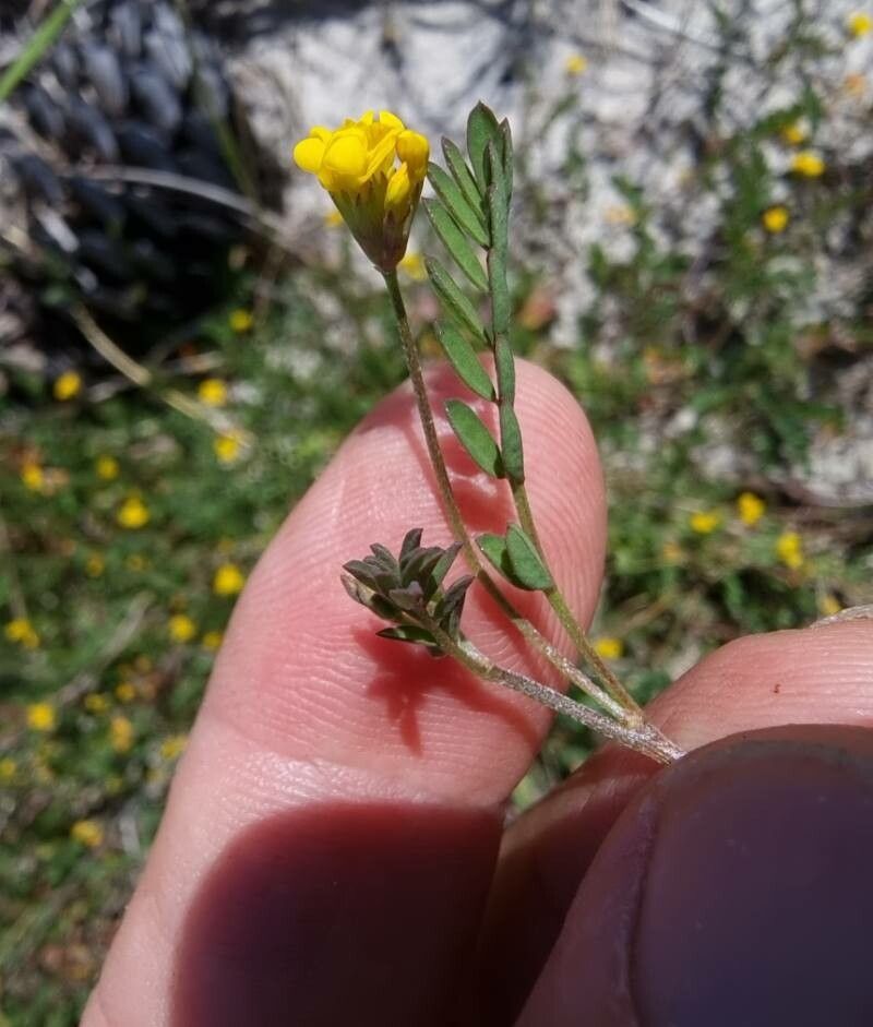 Ornithopus pinnatus leaf