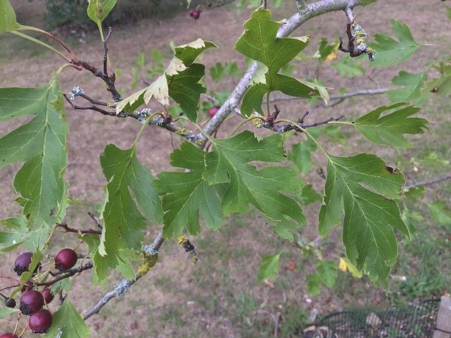 Crataegus × armena — search result for 'Crataegus'