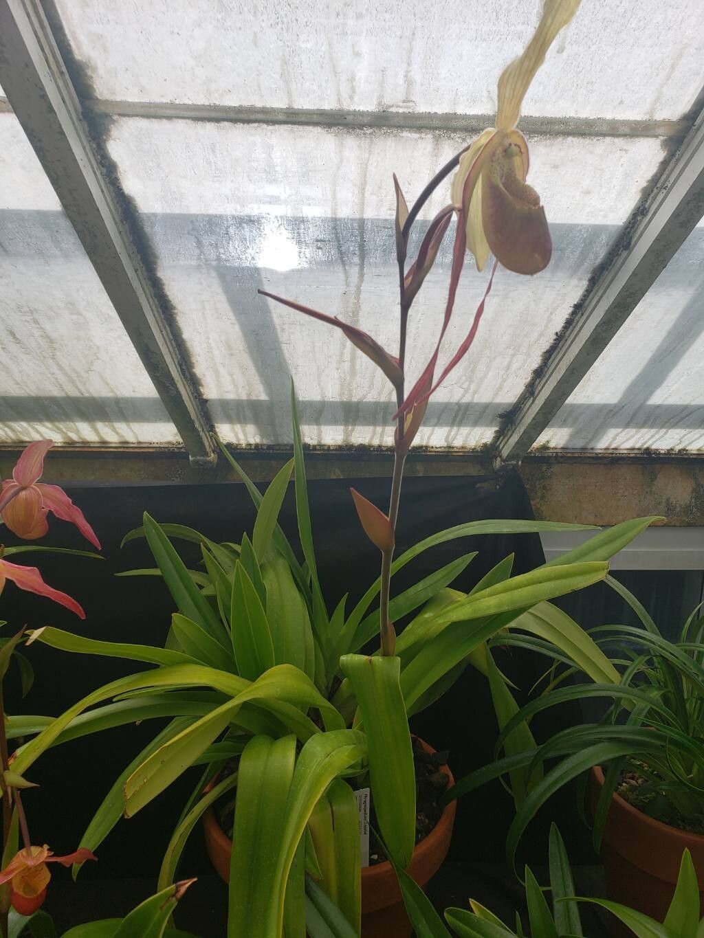 Phragmipedium sargentianum habit