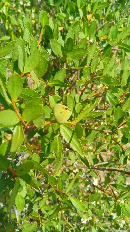 Colliguaja odorifera fruit