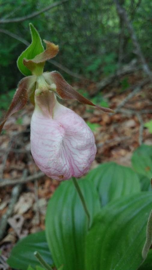 Cypripedium acaule flower