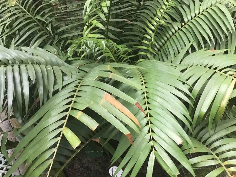 Ceratozamia mexicana leaf