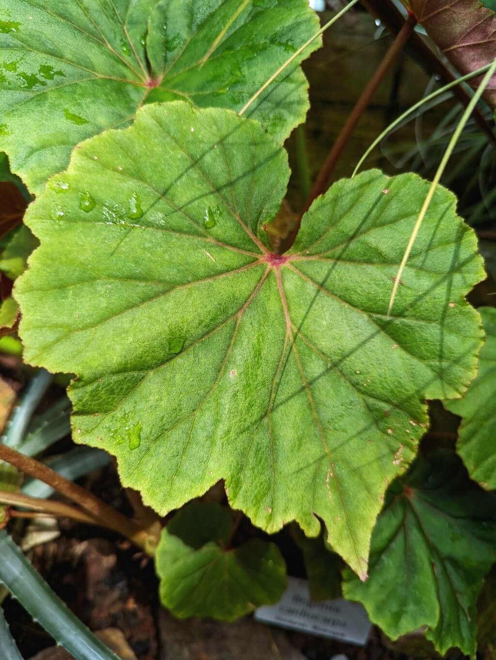 Begonia cardiocarpa — pet friendly houseplant