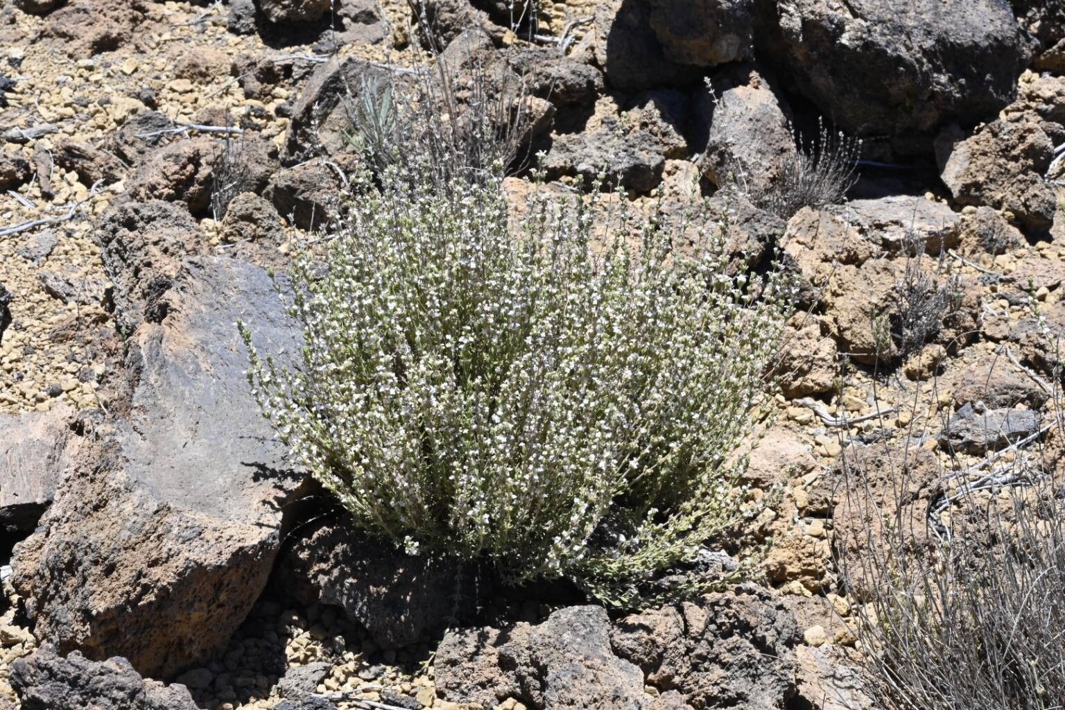 Micromeria lachnophylla habit