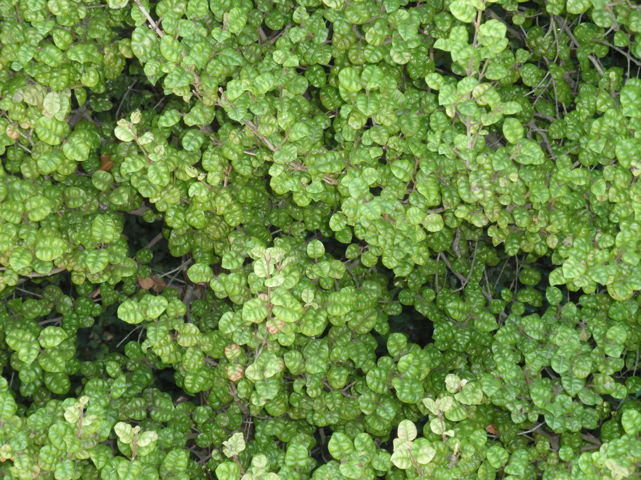 Lophomyrtus bullata habit