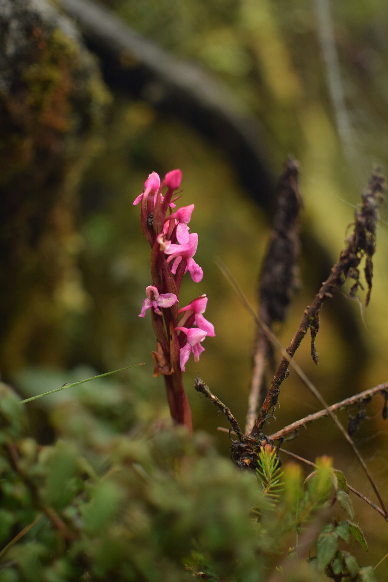 Disa stairsii — houseplant care guide