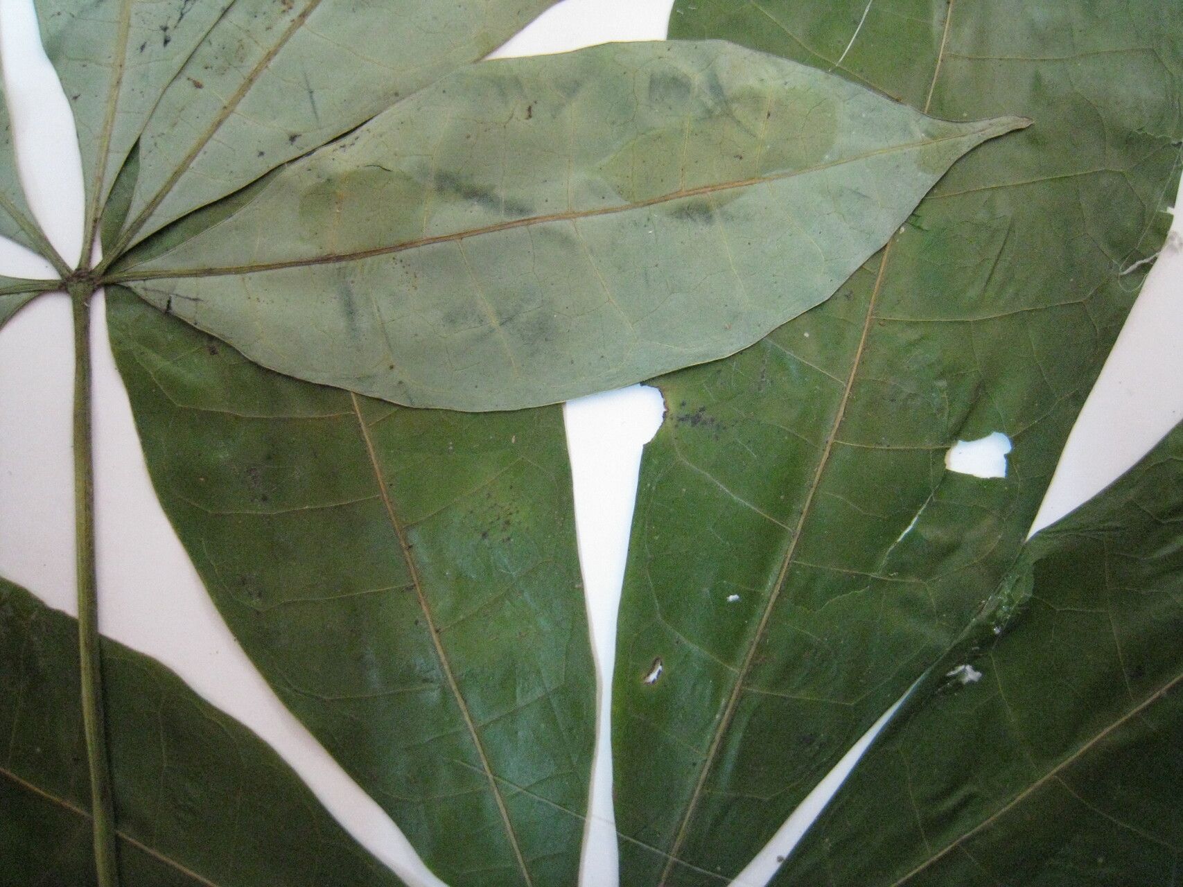Jacaratia spinosa other