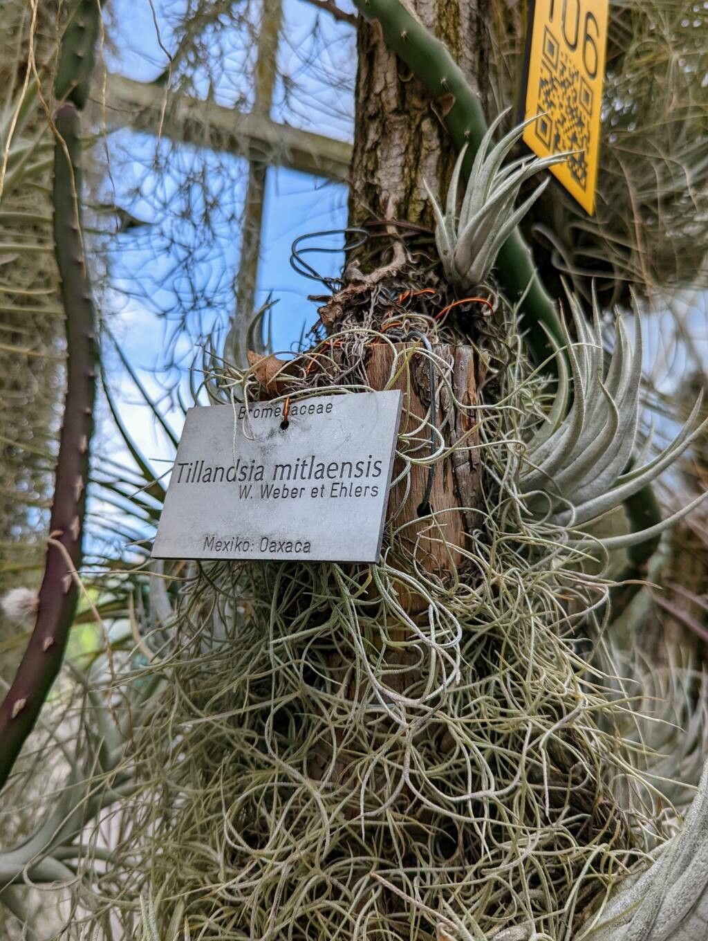Tillandsia mitlaensis other