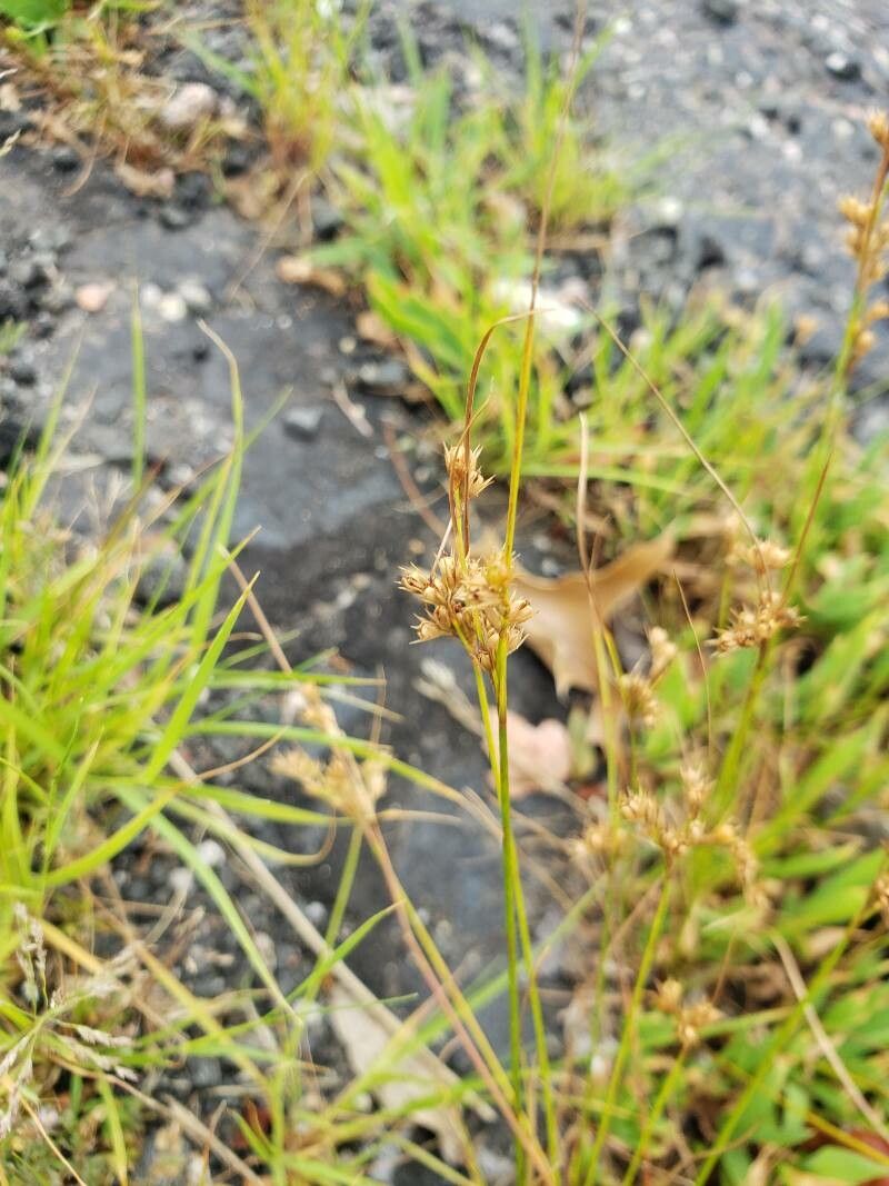 Juncus tenuis flower
