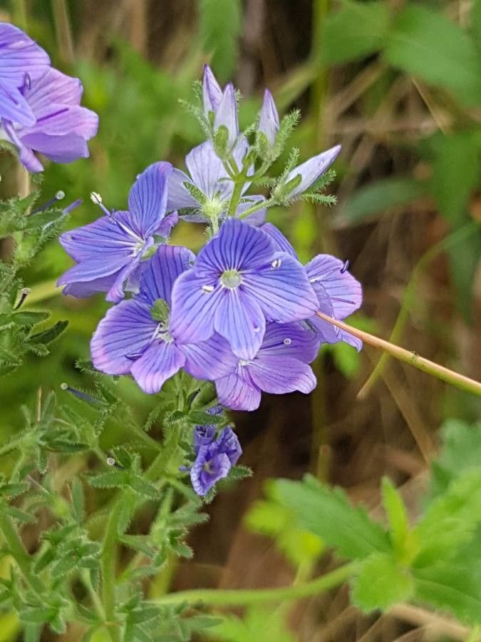 Teucrium campanulatum — search result for 'Teucrium'