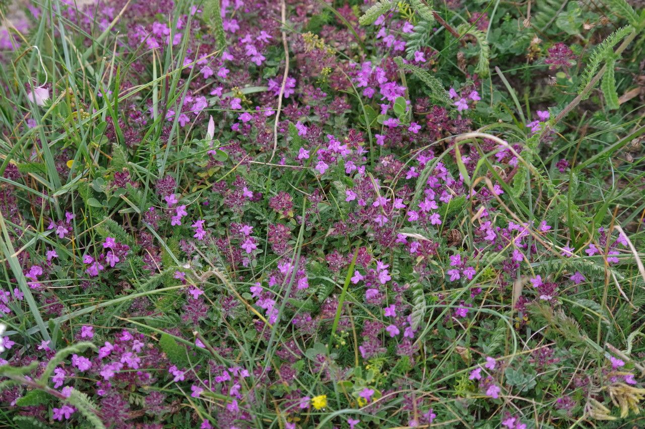 Thymus polytrichus habit