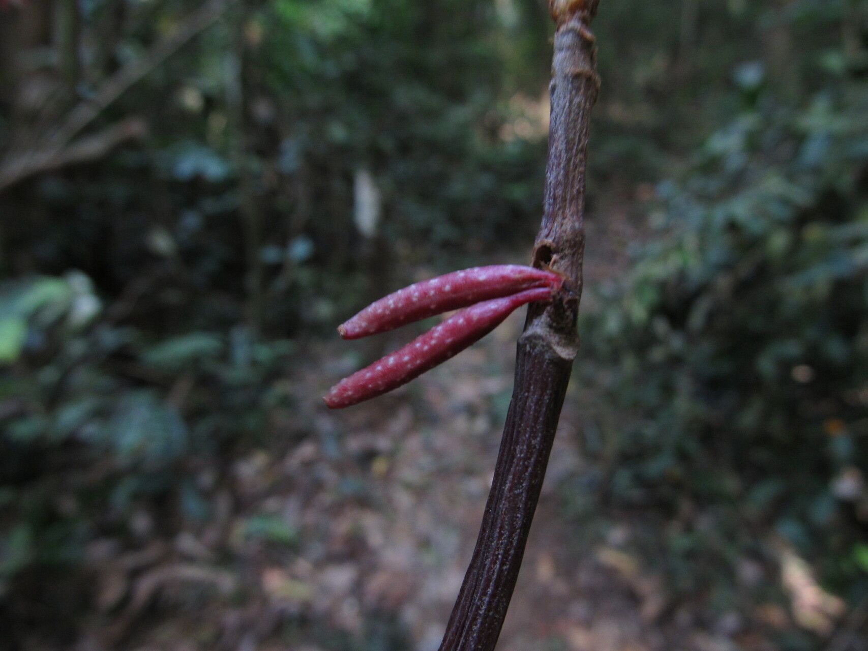 Begonia oxyanthera fruit