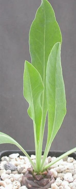 Euphorbia oxystegia — houseplant care guide