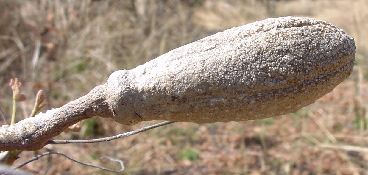 Pseudocedrela kotschyi bark