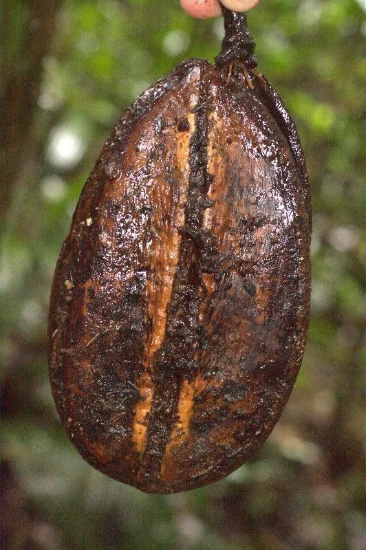 Jacaranda copaia fruit