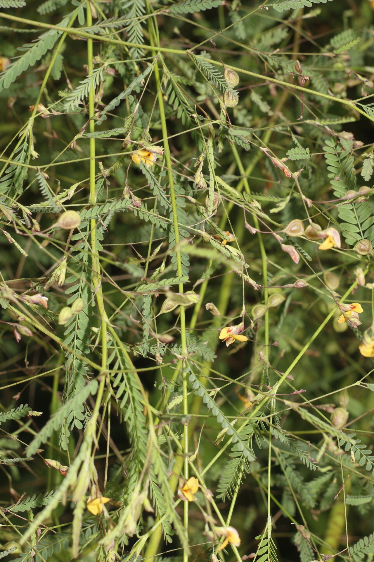 Aeschynomene filosa flower