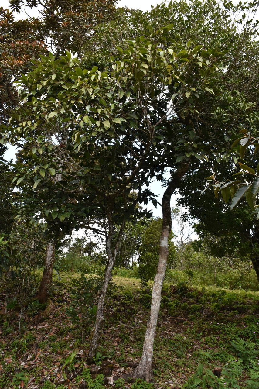 Hancea integrifolia habit