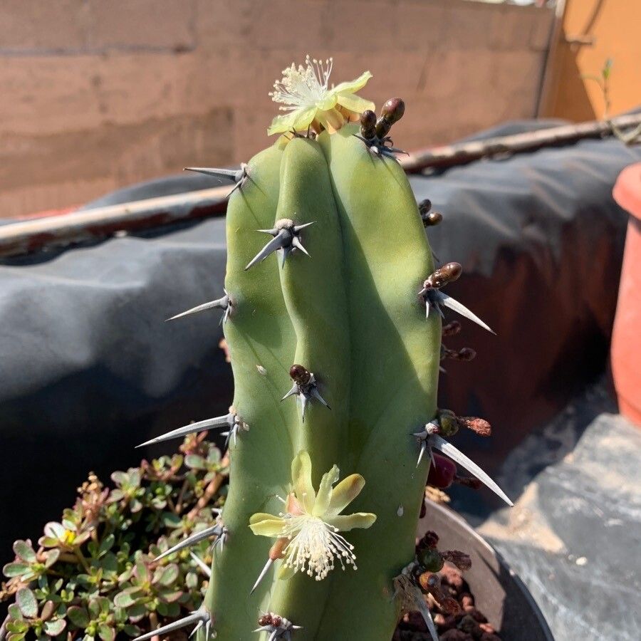 Myrtillocactus geometrizans flower