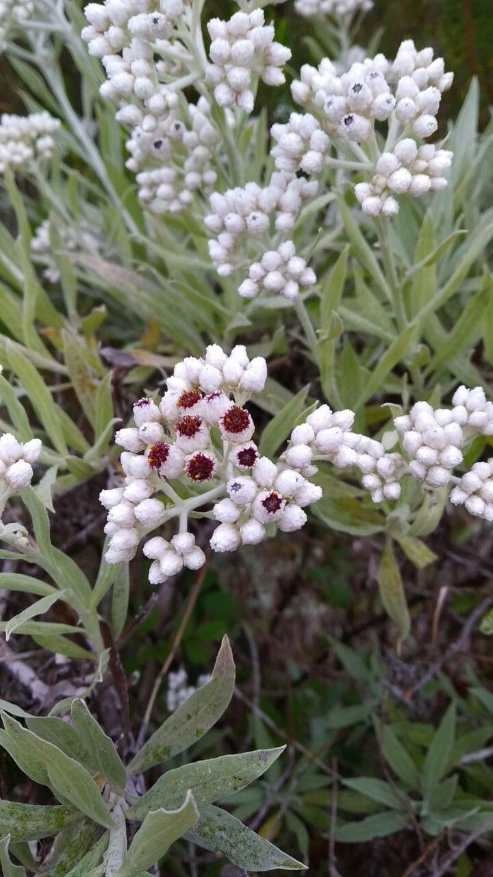 Helichrysum devium flower