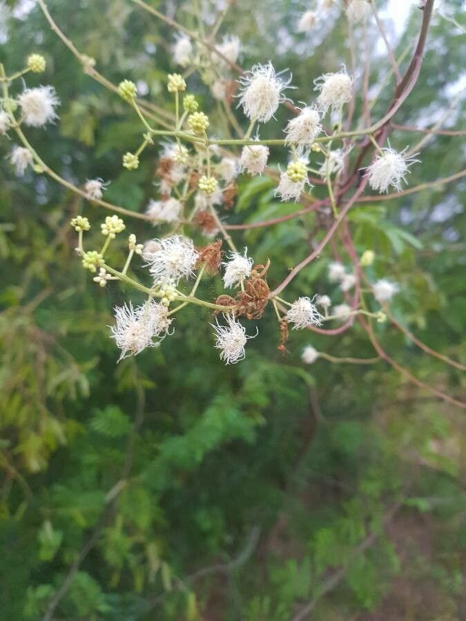 Mimosa bimucronata flower