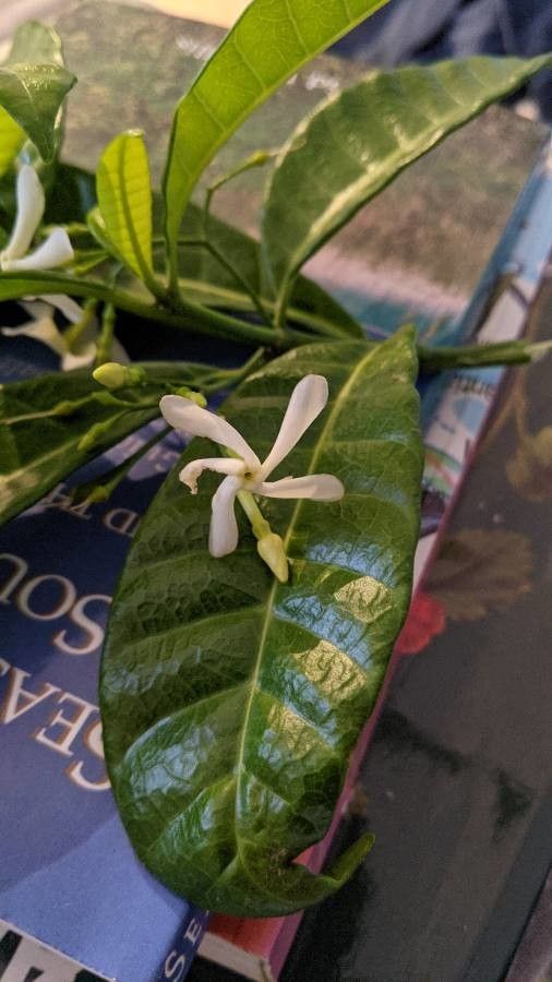 Tabernaemontana citrifolia flower