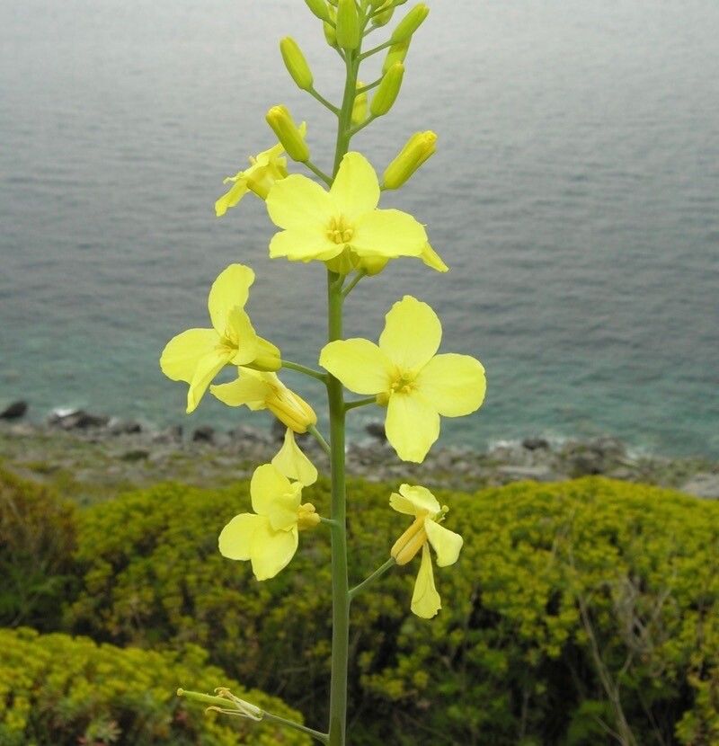 Brassica montana flower