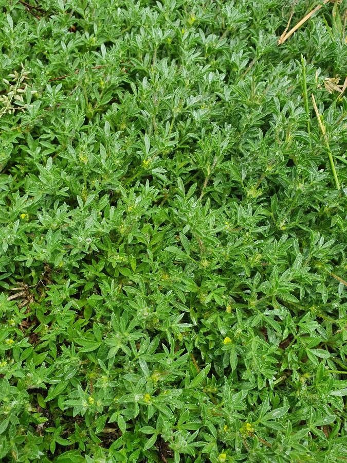 Leobordea platycarpa habit