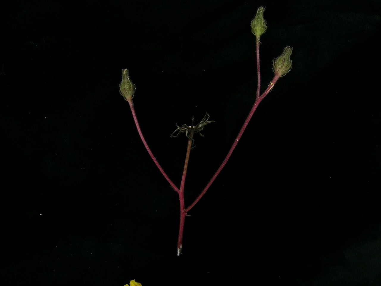 Hieracium diaphanoides habit