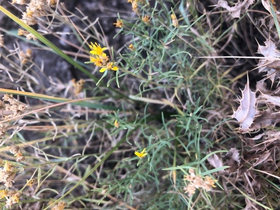 Gutierrezia sarothrae leaf