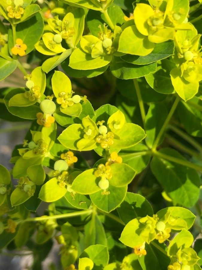 Euphorbia platyphyllos flower
