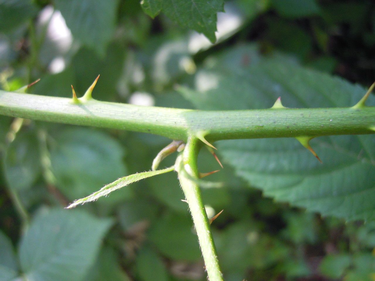 Rubus hypomalacus bark