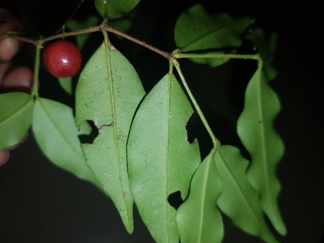 Myrcia hylobates leaf